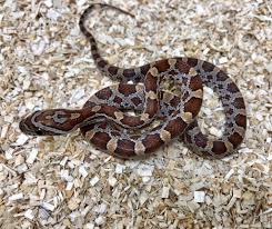 Black And White Corn Snake For Sale Pin On Beautiful Snakes