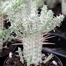 Image result for Euphorbia cataractarum