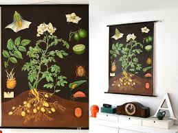 Reserved Vintage School Pull Down Chart Map Potato Flower