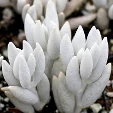 Image result for Senecio conrathii