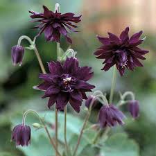Image result for Aquilegia vulgaris Tower Mix