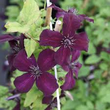 We did not find results for: Clematis Viticella Dark Eyes Kaufen Sie Pflanzen Bei Coolplants