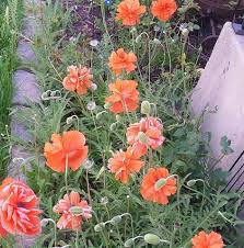 Maybe you would like to learn more about one of these? Occasions Floral Florist Ogden Utah 107 Photos Facebook