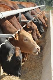 Improved Result In Latest Grainfed Trading Budget Feedlot News Australia Cattle Ranching Cattle Farming Cattle Feeder