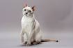 8 Most Affectionate Cat Breeds | PetMD