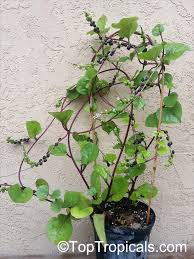 Image result for Basella