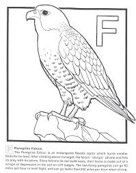 How Draw Falcon Jobspapa Com Falcon Drawing Peregrine Falcon Coloring Pages
