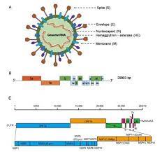 Explore literature, identify clinical trials, and compounds used in them. Sars Cov 2 Genomics And Host Cellular Susceptibility Factors Of Covid 19 Book Chemistry World