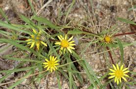 Image result for Geigeria