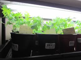 Insufficient light can cause seedlings to stretch and become weak. Spindly Seedlings Under Grow Lights Gardenerd