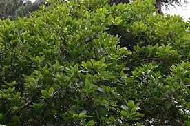 Image result for Avocado Base 1983 Crown