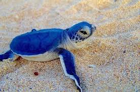 Very Blue Turtle Baby Turtles Animals Beautiful Baby Sea Turtles