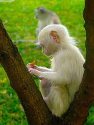 Albino Monkey Albino Animals Rare Albino Animals Animals Beautiful