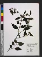 Image result for Triumfetta tomentosa