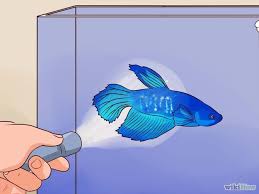 Bettas who are lethargic or lazy may not swim to the top of their tank to get air, but instead, they will filter the water and get oxygen that way. How To Tell If A Betta Fish Is Sick Betta Fish Care Betta Fish Betta Aquarium