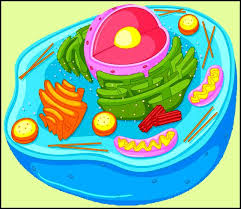 An animal cell is a type of cell that dominates most of the tissue cells in animals. à¤ª à¤° à¤£ à¤ª à¤¶ Animal Cell à¤®à¤° à¤  à¤µ à¤¶ à¤µà¤• à¤¶