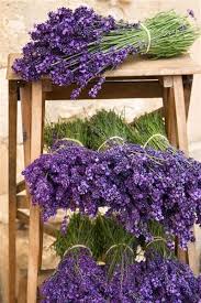 Lavendel Lavender Flowers Lavender Fields Lavender Plant