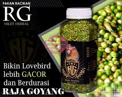 Namun, karena zaman sekarang lovebird dituntut untuk bisa mendapatkan banyak anakan atau keturunan, akhirnya lovebird dipoligami dengan 1 jantan dan 3 betina. Panduan Cara Ternak Lovebird Untuk Pemula Bukareview