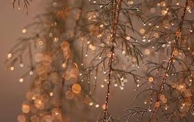 Alli Peterson Simplyallirae On Pinterest In 2021 Christmas Wallpaper Nature Photography Natural Scenery