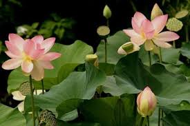 Lotus different types of flowers images. How To Grow Lotus Plants From Seed Water Garden Advice