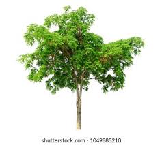Image result for Albizia lebbeck