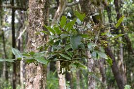 Image result for Cnestis polyphylla