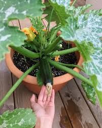 Because they need space, grow only one zucchini plant in each pot; Squash Astia Container Zucchini Growing North