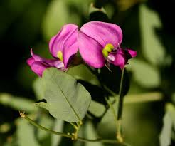 Image result for Otoptera