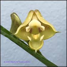 Image result for Polystachya galeata