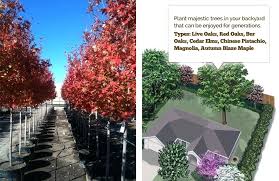 Growth Rate Of Maple Trees Lostcontrol