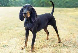 Check spelling or type a new query. Black And Tan Coonhound Dog Breed Information