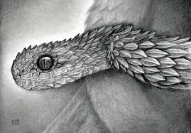 In this drawing tutorial i will show you how to draw a realistic snake in just a few steps, you can watch the step by step video or the images below or just print the coloring page. How To Draw Snakes Step By Step Trending Difficulty Any Dragoart Com