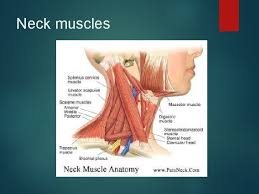 The muscular system is made up of specialized cells called muscle fibers. Neck Anatomy Neck Muscles Neck Muscles Main Categories