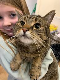 Is this any ones kitten out side my house crying about three months  old.Coppic Lane Dy5 1de