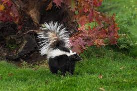 Maybe you would like to learn more about one of these? Come Si Difendono Gli Animali I Loro Meccanismi Di Difesa