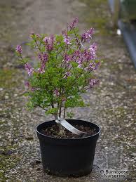 Image result for Syringa meyeri ´Palibin
