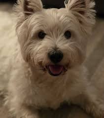 enfoto 📸|| Presentes en la Base de Misiones Socialista "Noel Ávila Jeréz"  ubicada en la parroquia Barinitas del municipio Bolívar, durante la  inauguración de la Sala de Gobierno de la Comuna "Luchadores