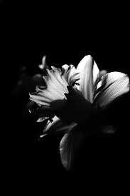 Black And White Flower Photography Black White Flower Floral Photography Dark Flower Photo Floral Etsy Floral Photography Dark Flowers Floral Poster