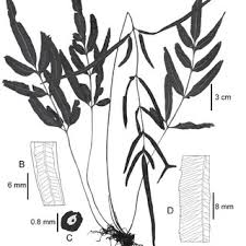 Image result for Athyrium lewalleanum