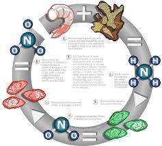 Nitrogen Cycling Saltwater Aquarium Beginner Help Saltwater Aquarium Nitrogen Cycle Marine Aquarium