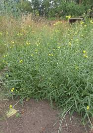 Image result for Diplotaxis tenuifolia