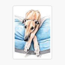Greyhound racing also occurs in canada, australia, ireland, the united kingdom, new zealand, argentina, brazil, china (only in macau), mexico, south africa, spain, pakistan and vietnam. Dog Racing Stickers Redbubble