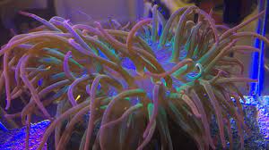 The bulb or bubble tip anemone is found in oceans around the world. Rose Or Rainbow Bta Id Reef2reef Saltwater And Reef Aquarium Forum