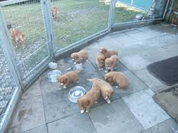 Nova scotia duck tolling retriever information including personality, history, grooming, pictures, videos, and the akc breed the toller's attitude and bearing suggest strength with a high degree of agility. Aktuelle Welpen Labrador Retriever Nova Scotia Duck Tolling Labrador Welpen In Verschiedenen Farben Foxred Schwarz Blond Schoko Nova Scotia Duck Tolling Retrieverzucht Vom Haus Grafenbach Welpen Aktuelle Wurfe