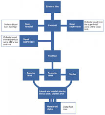 Blood pressure chart by age see how values may change over the years. Circulatory Pathways Anatomy And Physiology Ii