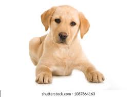 Yellow Puppy Images Stock Photos Vectors Shutterstock