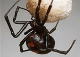 The best known example is the venom of the black widow/redback spiders (latrodectus species). Venomous Spiders Niosh Cdc