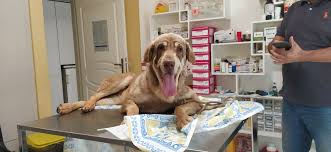 گالری آدورینایی ها - نژاد های مختلف | کلینیک آدورینا