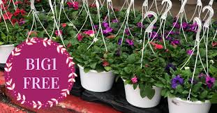 Maybe you would like to learn more about one of these? Blooming Hanging Baskets Are 6 49 At Kroger Half Off Kroger Krazy