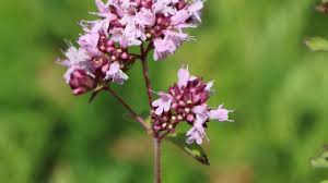 How to care for oregano. Turkish Oregano Info Planting Care And Tips Live Native Com